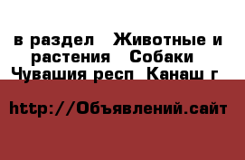  в раздел : Животные и растения » Собаки . Чувашия респ.,Канаш г.